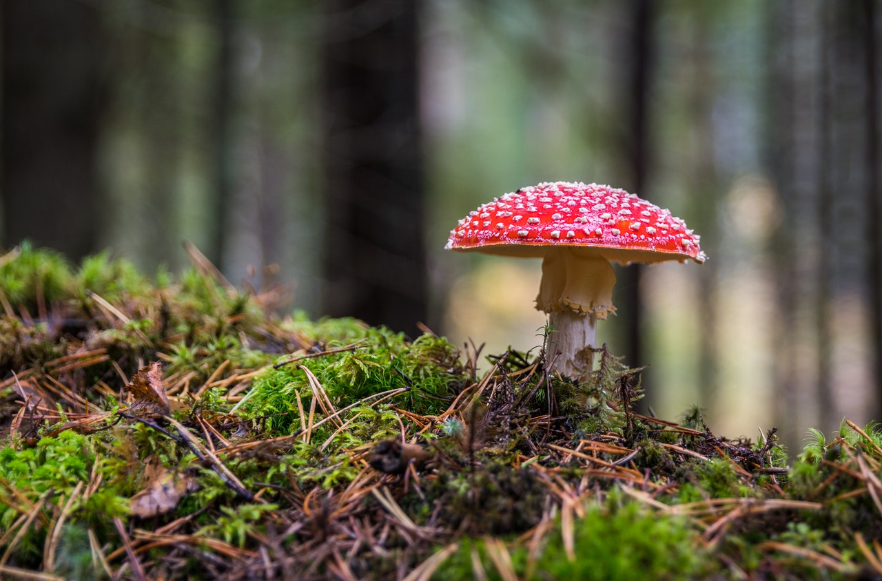 Tomtebobarnen bor i skogen